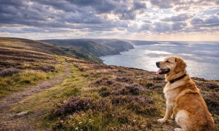 Dog-friendly Exmoor moorland walking dramatic landscape national park dog adventure