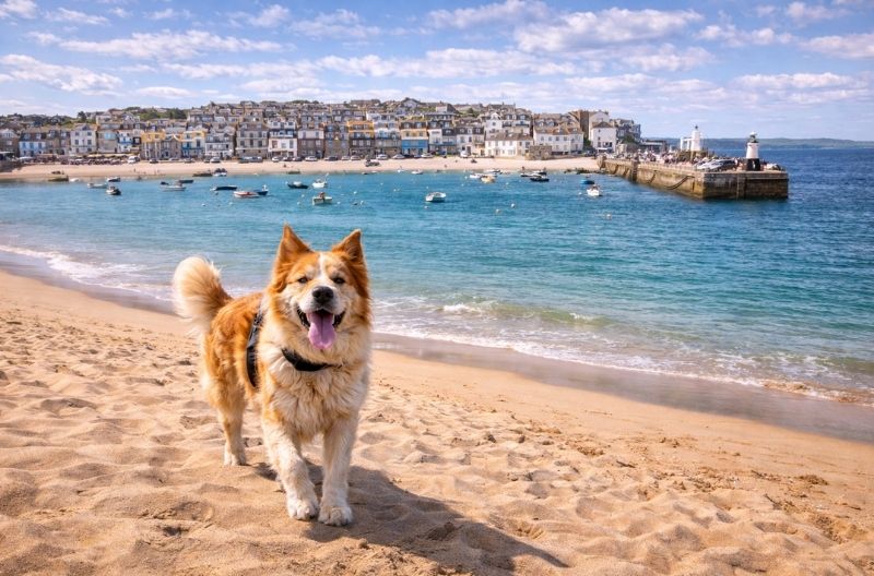 Dog-friendly St Ives beach harbour colourful buildings Cornwall
