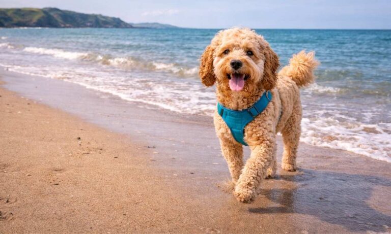 Cockapoo travelling holiday beach adventure curly coat friendly popular crossbreed