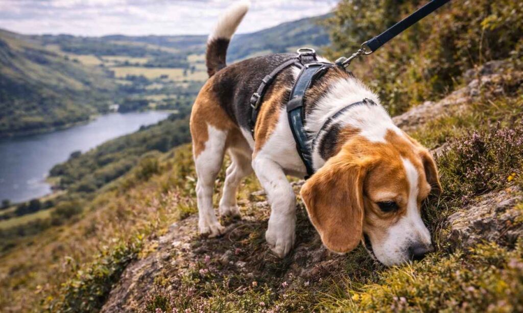 Understanding Beagle Travel Needs